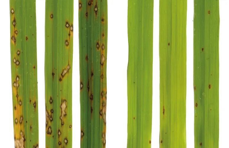Une équipe de chercheurs a découvert un nouveau type de résistance aux maladies chez les plantes.