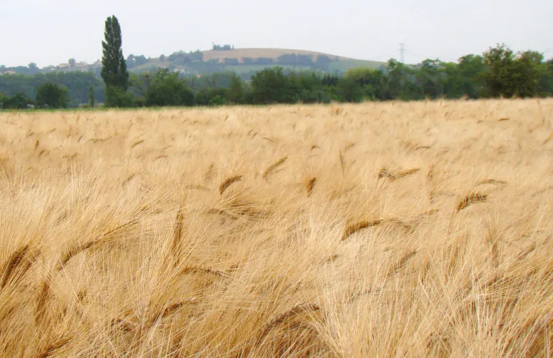 Les métaux lourds, naturellement présents dans certains sols en quantités plus ou moins importantes, peuvent s’accumuler dans les cultures. En France, le cadmium est le plus préoccupant pour la santé humaine.