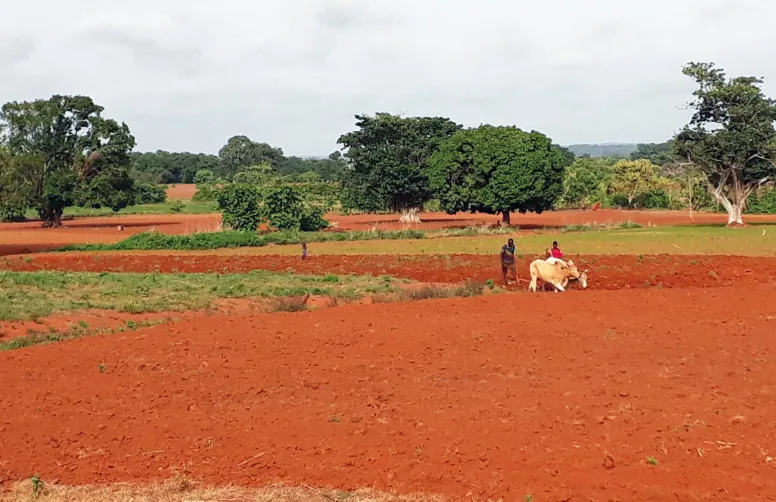 Dans le nord de la Côte d’Ivoire, des paysans ont pu, grâce à la culture attelée, plus que doubler leurs surfaces en coton et cultures vivrières et augmenter leurs rendements.