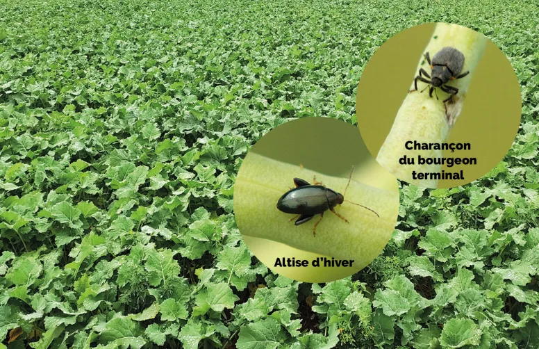 Comment réduire la nuisibilité de la grosse altise et du charançon du bourgeon terminal en colza ? En les détournant de la culture vers des plantes encore plus attractives, au sein de la parcelle ou en dehors.