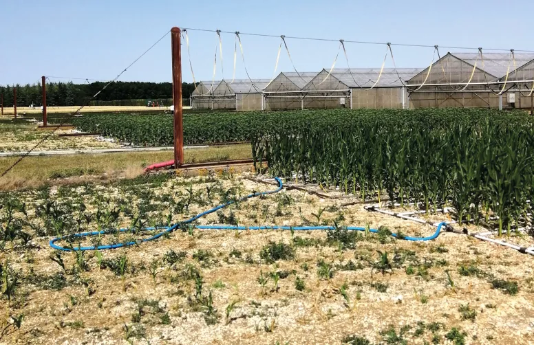 Maïs, sorgho, soja ou tournesol : tous voient leur rendement pâtir du manque d’eau ; néanmoins le tournesol et le sorgho résistent bien au stress hydrique.