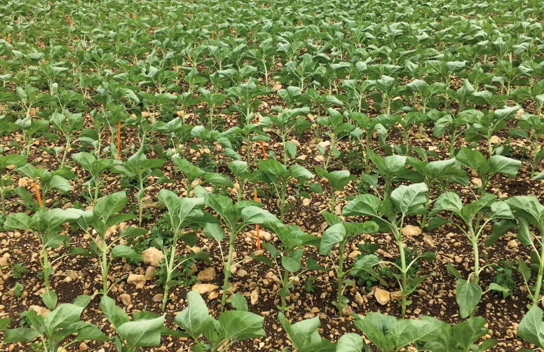Arvalis et Terres Inovia ont évalué au champ des biostimulants de compositions diverses s’appliquant sur semences de maïs et/ou de tournesol au travers d’essais reconduits plusieurs années sur de nombreux sites.