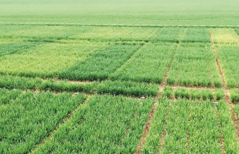 De nombreuses interrogations subsistent encore : d’ordre scientifique, pour mieux comprendre le mode d’action des différents biostimulants et leurs interactions avec la plante ou le sol, et d’ordre technique, pour assurer leur efficacité dans des conditions agronomiques variées et fluctuantes.