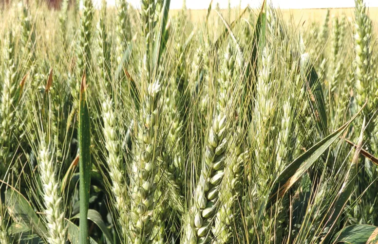 Les surfaces en blés améliorants (BAF) ont légèrement progressé en 2023-2024, pour atteindre 5,1 % de la sole de blé tendre