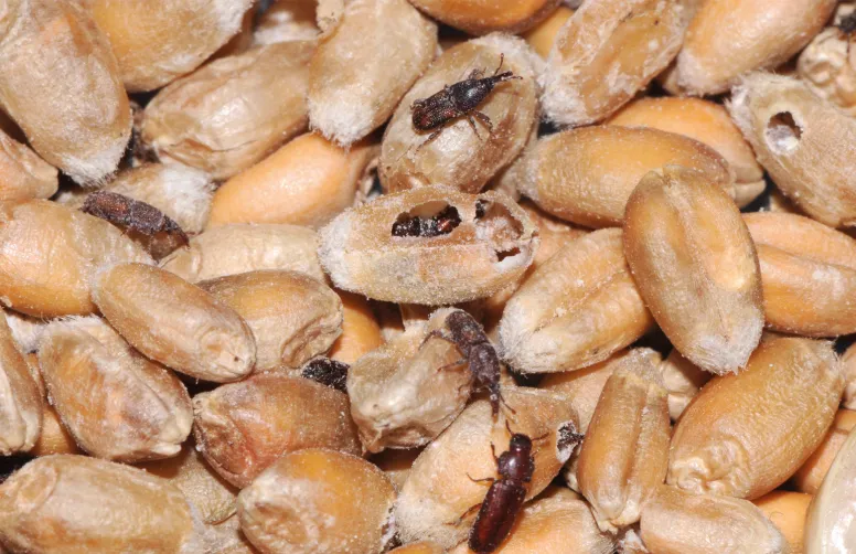 L’état des lieux par Arvalis des infestations des lots de céréales par des insectes au stockage a révélé une importante disparité entre 2022 et 2023, année de fortes infestations.