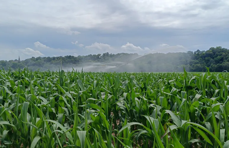 La ferme-type actuelle de la Hardt est à dominante maïs irrigué.