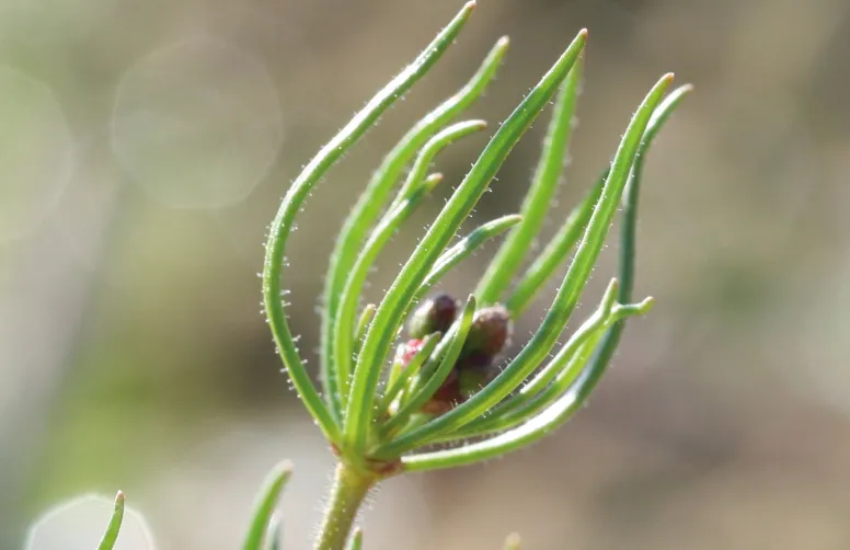 La spergule des champs (Spergula arvensis) est fréquente sur sols acides sous influence océanique.