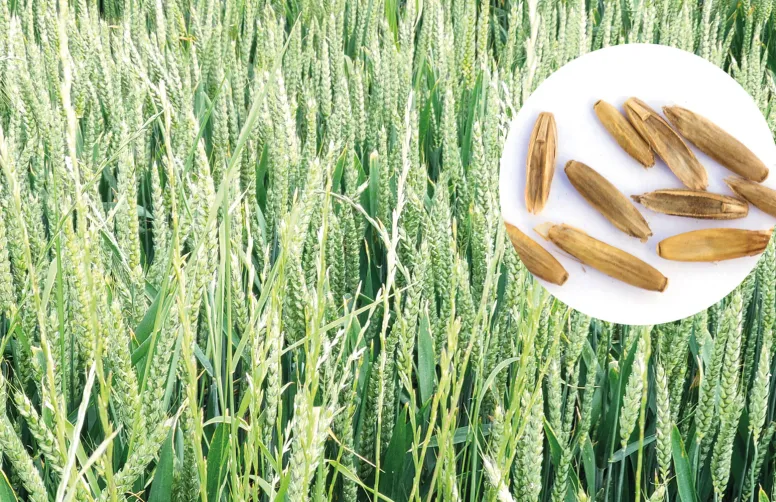 Le désherbage des graminées telles que le ray-grass est un enjeu majeur de la réussite des cultures.