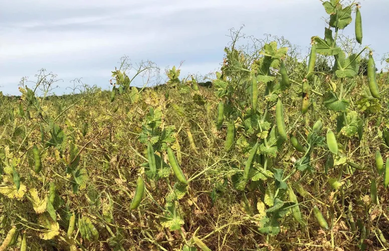 Variétés de pois de printemps : les références conservent leur place