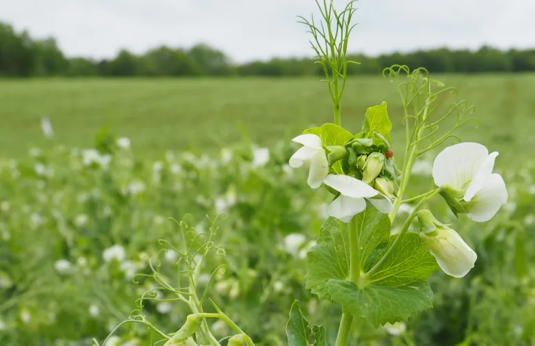 Allier des leviers agronomiques et une stratégies fongicide adaptée facilite la gestion du complexe maladies