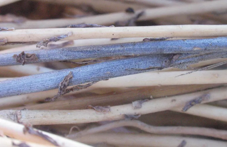 Le projet Biocontrol 4.0 doit permettre de développer de nouveaux biofongicides, par exemple, pour lutter contre la verticilliose du lin.