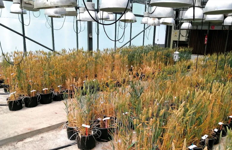 Dans le cadre du projet VIROCAP, l’impact des stress abiotiques sur le développement de la JNO chez le blé tendre a été évalué, notamment via des observations de symptômes et les composantes du rendement.
