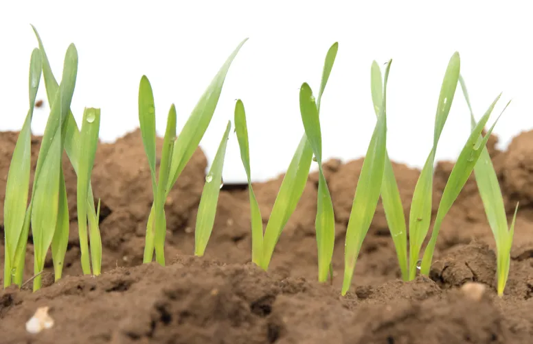 Semis orge de printemps : comment le réussir ?