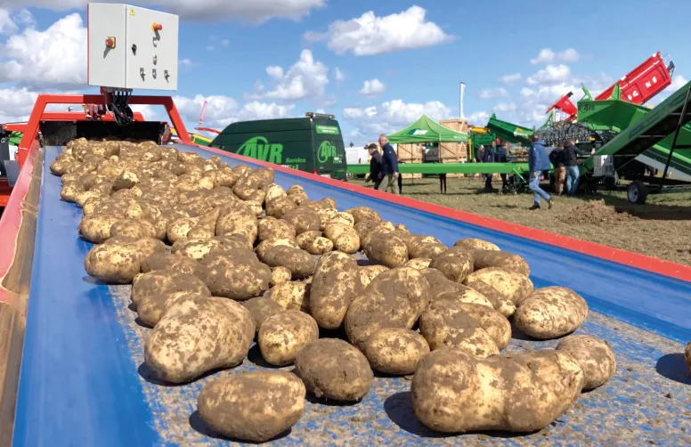 7,7 MT de pommes de terre en 2024
