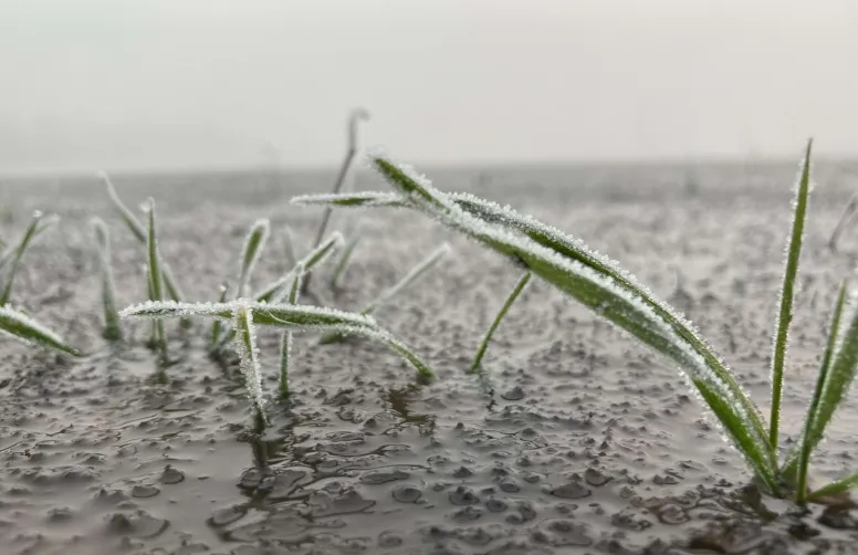 La pluviométrie exceptionnelle pratiquement partout en France lors de la campagne 2023-24 a joué un rôle indéniable sur le rendement final des céréales à paille. Mais d’autres facteurs climatiques ont eu une importance.