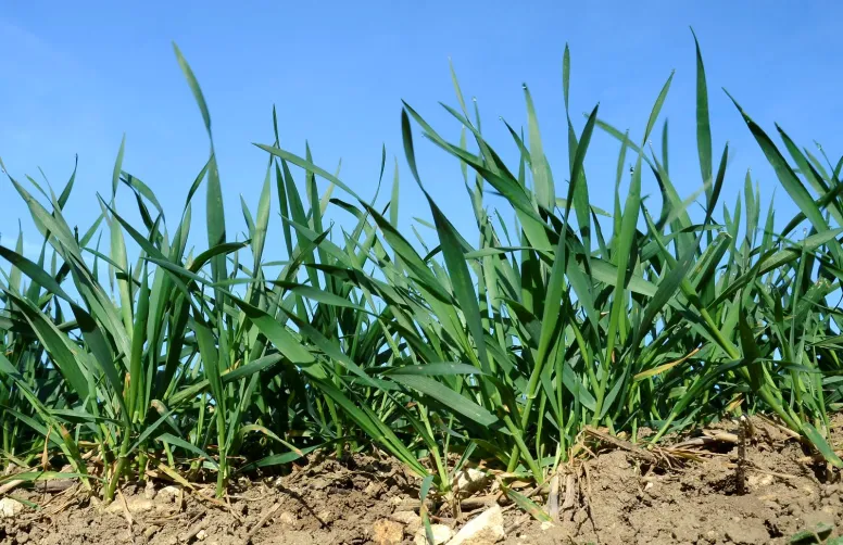 Fertilisation azotée des blés d’hiver : prévoir la dose juste
