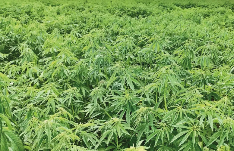 Grâce à son enracinement profond, à sa couverture dense et rapide du sol, à sa faible consommation d’eau et à sa floraison estivale, le chanvre cumule les services environnementaux.
