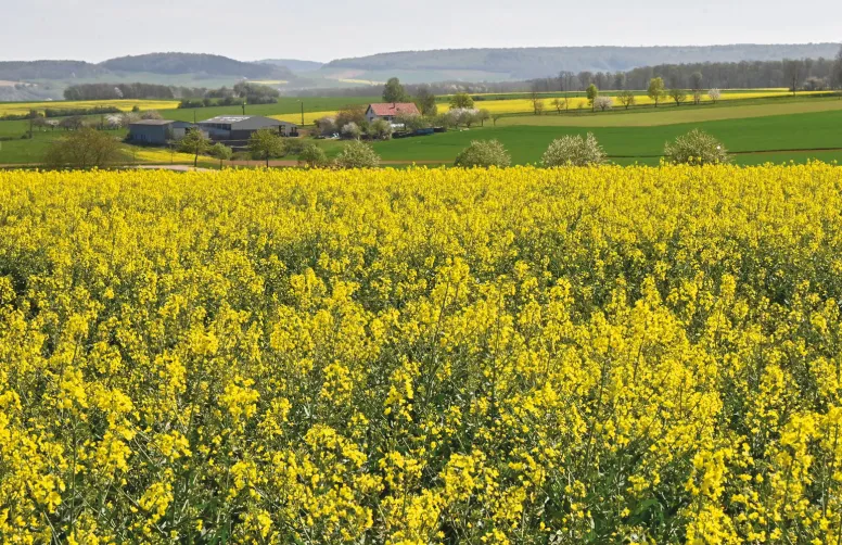 Tous les deux ans Terres Inovia réalise une enquête sur les pratiques culturales du colza d’hiver dont les résultats permettent de comparer les pratiques dans les principaux bassins de production, et de suivre leurs évolutions au cours du temps.