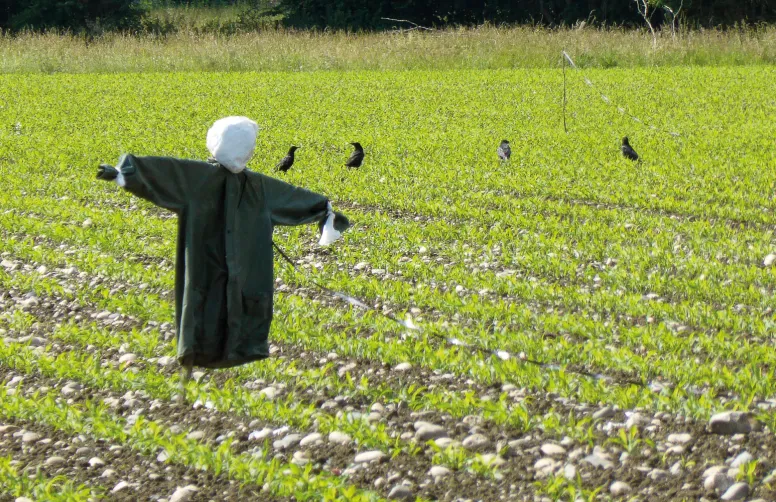 L’efficacité relative des épouvantails et autres effaroucheurs justifie l’usage de corvifuges en traitement de semences.