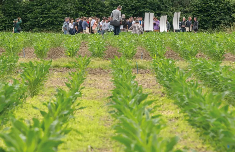 D’une surface de 3 ha, la plateforme Syppre Béarn compte 12 modalités, avec 3 répétitions pour chaque terme des rotations, soit 36 parcelles.