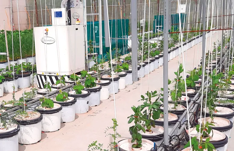 Le projet ECODIV s’est notamment appuyé sur des essais en conditions contrôlées. Ici, sur le dispositif Heliaphen (plateforme de phénotypage Phenotoul), un robot pèse régulièrement ces pots pour connaître la consommation en eau des cultures.