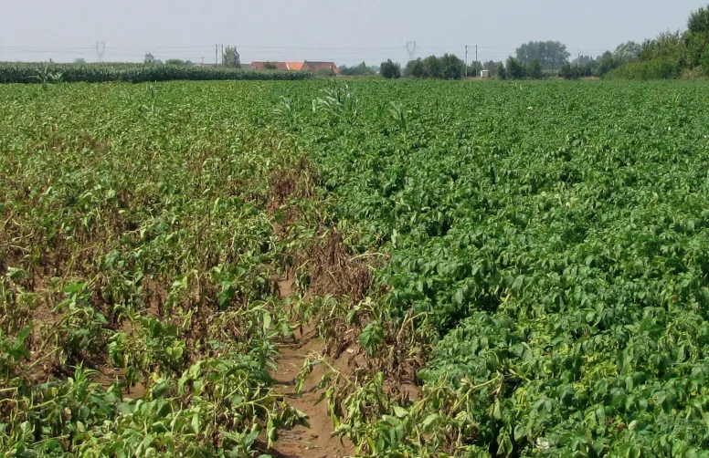 L’attaque d’une parcelle de pomme de terre par des larves de vers nématodes à kyste se manifeste par des plants rabougris (à gauche, variété sensible, à droite variété résistante).