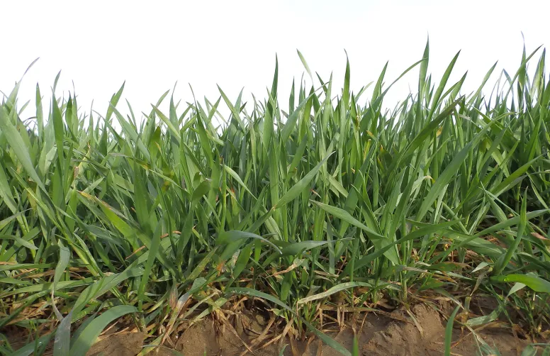 plante de blé en gros plan au stade épi 1 cm