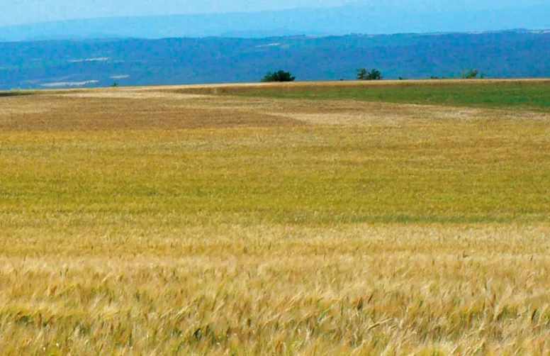Sécuriser la filière Blé dur, décarboner la production et développer les variétés de demain - tels sont les objectifs du Plan de souveraineté et de développement du blé dur.