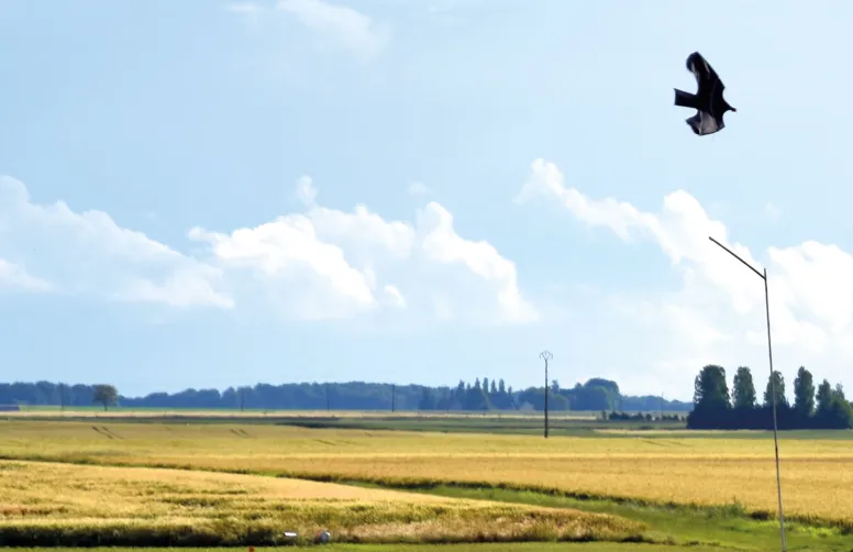 La présence bien réelle de rapaces en Île-de-France est beaucoup plus efficace que les effaroucheurs pour éloigner les ravageurs des cultures.