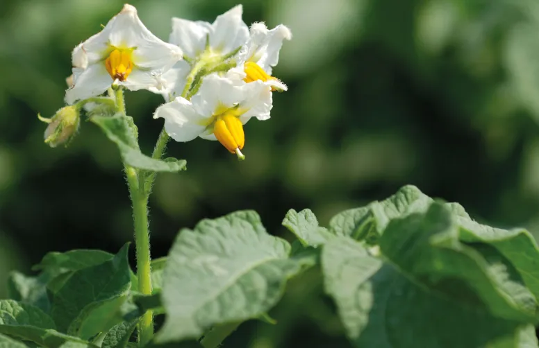 Les critères d’éligibilité aux trois nouvelles mentions « Agroécologie » (Conservation, Primeur, Fécule) reposent sur la valeur environnementale et d’utilisation des variétés de pomme de terre.