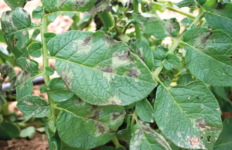 Le mildiou est à l’origine de 70 % des traitements phytosanitaires sur pomme de terre .