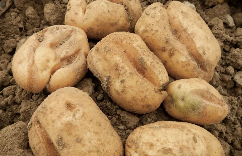 Les tubercules de pommes de terre dont l’alimentation en eau n’est pas régulière peuvent présenter des déformations et des crevasses.