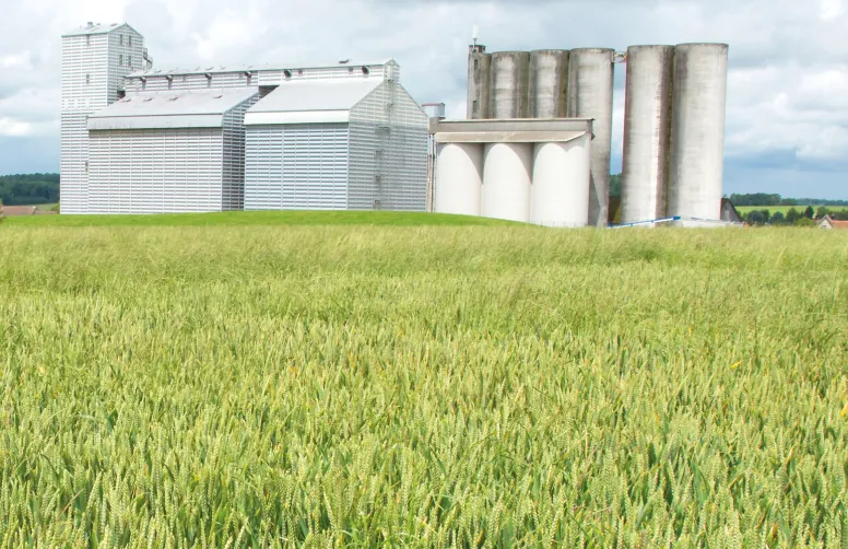 Les insectes qui infestent les silos de stockage de céréales peuvent-ils provenir des champs voisins ? Ou pourraient-ils coloniser ces derniers ?