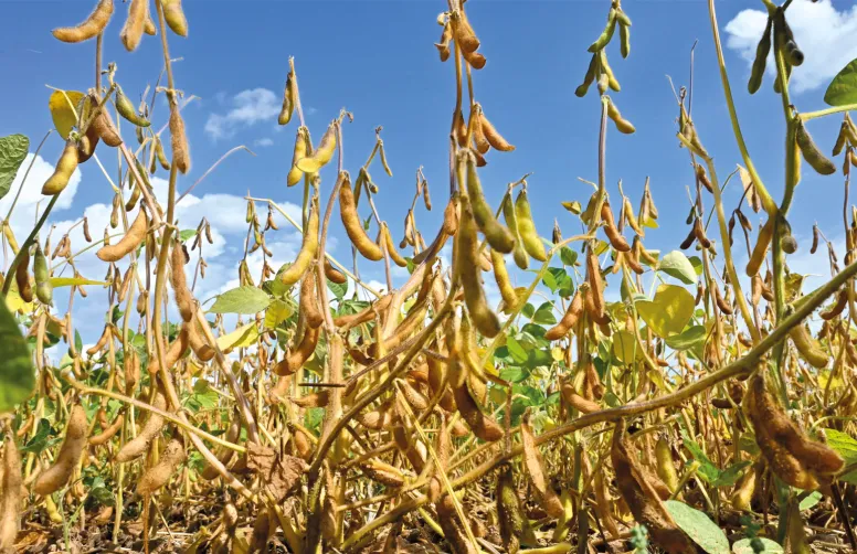 Un manque d’eau sur les périodes de floraison et du remplissage des graines occasionne une baisse du nombre de gousses par plante et une réduction du poids de mille grains.