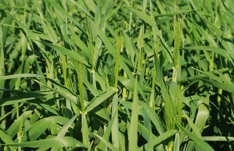 orge d’hiver avec barbes apparentes