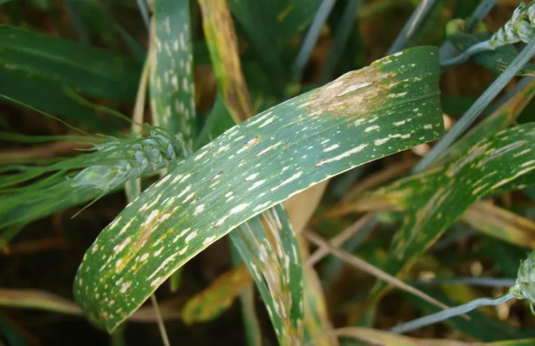 Les taches physiologiques ont des couleurs et des formes très variées, mais elles ne présentent pas de pycnides ou de conidies caractéristiques de maladies fongiques.