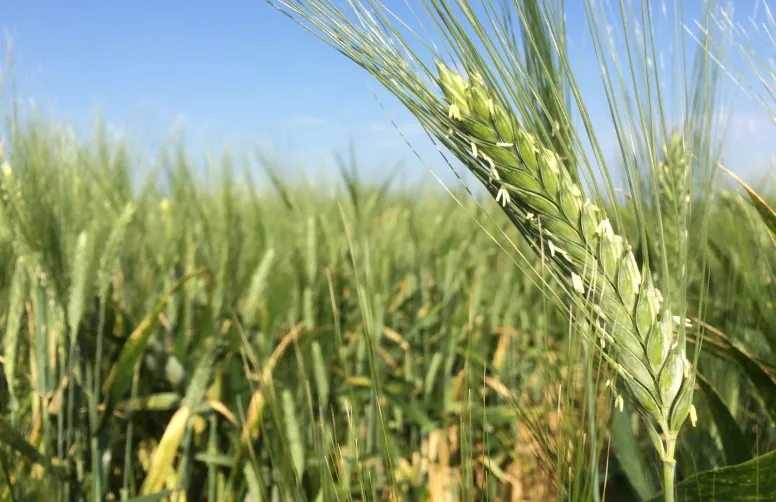 Neuf des vingt-quatre variétés de blé dur sont listées par le CFSI SIFPAF comme « Variétés recommandées par les semouliers et pastiers » (VRSP), dont les deux nouveautés 2024.