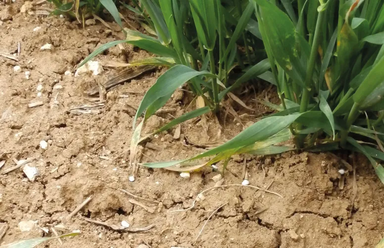 Un apport d’azote est plus efficacement valorisé par le blé tendre s’il est suivi de pluies. Quelle est la meilleure stratégie de fertilisation face à la variabilité du climat ?
