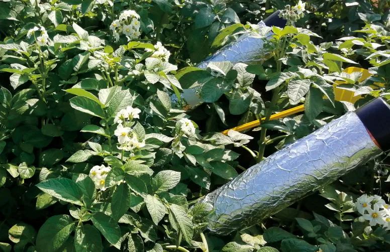 Dans le projet Root2Res, le phénotypage des racines de pomme de terre est effectué selon plusieurs méthodes qui explorent des aspects différents du système racinaire, comme ces minirhizotrons.