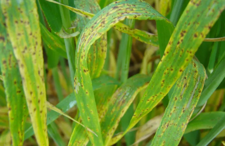 Les premiers symptômes de ramulariose sur orge apparaissent à la floraison : quelques nécroses courtes et brunes traversant la feuille. Souvent entourées d’un halo jaune, elles se multiplient très vite et peuvent toucher les épis.