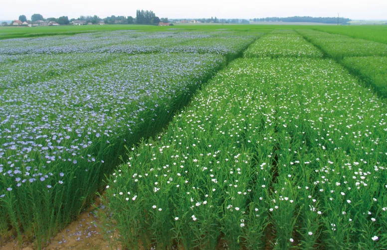 La gestion et la conservation des ressources génétiques du lin sont fondamentales pour pouvoir développer de nouvelles variétés productives et adaptées à des environnements variés et changeants.