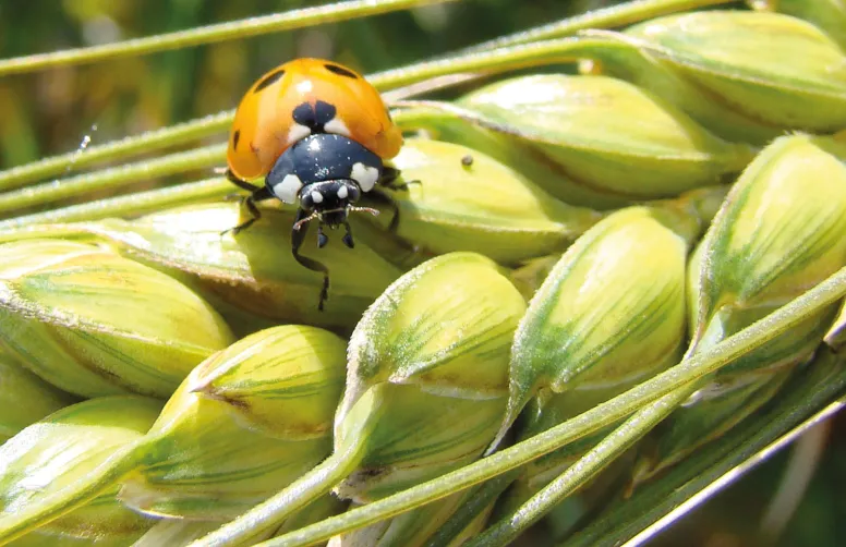 Le programme EXPLOR’AE soutient un projet innovant qui associe biologie moléculaire et IA pour prédire le comportement olfactif des insectes.