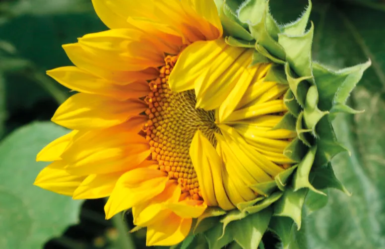 Le début de la floraison constitue un moment optimal pour l’irrigation du tournesol.