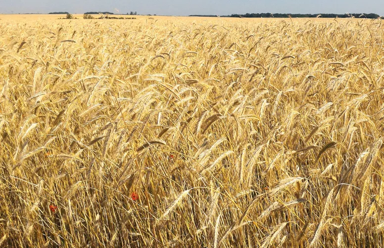 Sur triticale, le fractionnement des apports d’azote, avec des apports précoces limités, fait gagner des quintaux et de la protéine tout en réduisant les risques de verse et d’oïdium.
