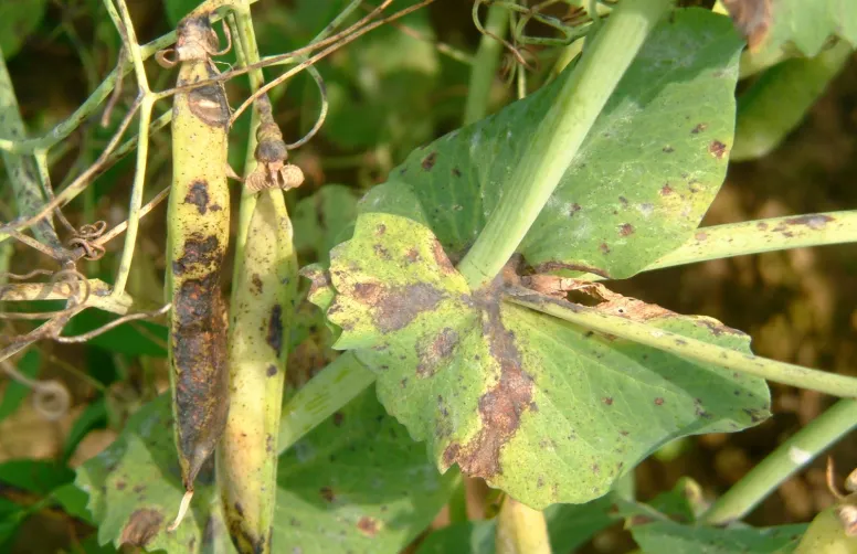 Les différences de comportement face aux maladies aériennes sont très marquées d’une variété de pois d’hiver à l’autre.
