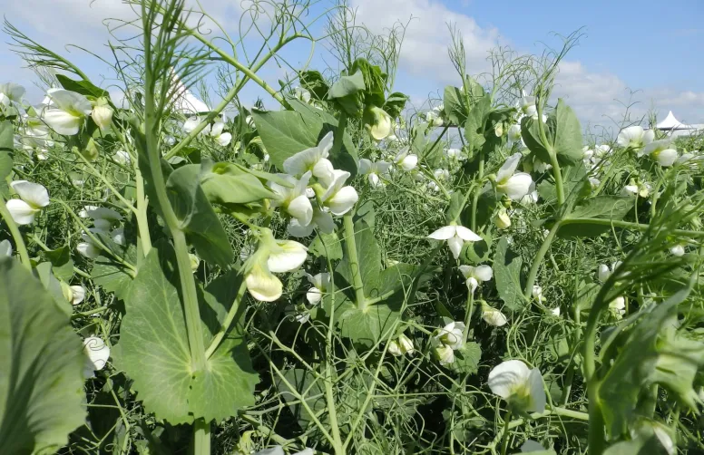 La forte pluviométrie de 2024 a occasionné une pression maladie importante en pois d’hiver, ici sur la variété Furious.