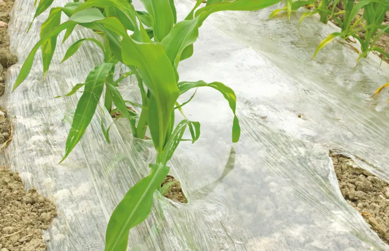 Les plastiques agricoles et alimentaires sont en contact direct avec les sols et les aliments, d'où une surveillance accrue.