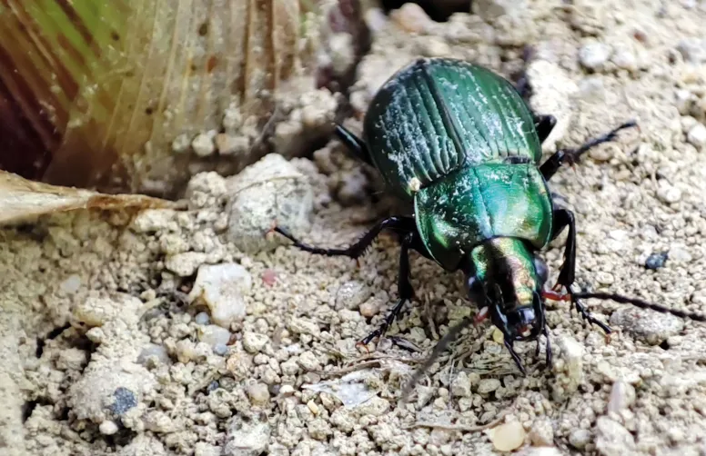 Des indicateurs de biodiversité, comme la densité de carabe, s'ajouteront bientôt aux indicateurs économiques, sociaux et environnementaux déjà présents dans les outils évaluant la performance des systèmes de culture.