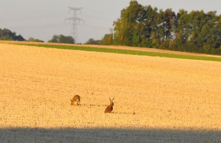 Au-delà de la biodiversité fonctionnelle qui assure des services directs à l’agriculture, les pratiques et le type de paysage ont un effet notable sur la petite faune, évaluable par des indicateurs.