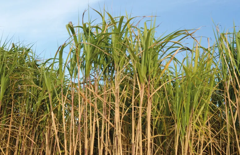 Le miscanthus est une graminée rhizomateuse pérenne avec un potentiel de production de biomasse important.